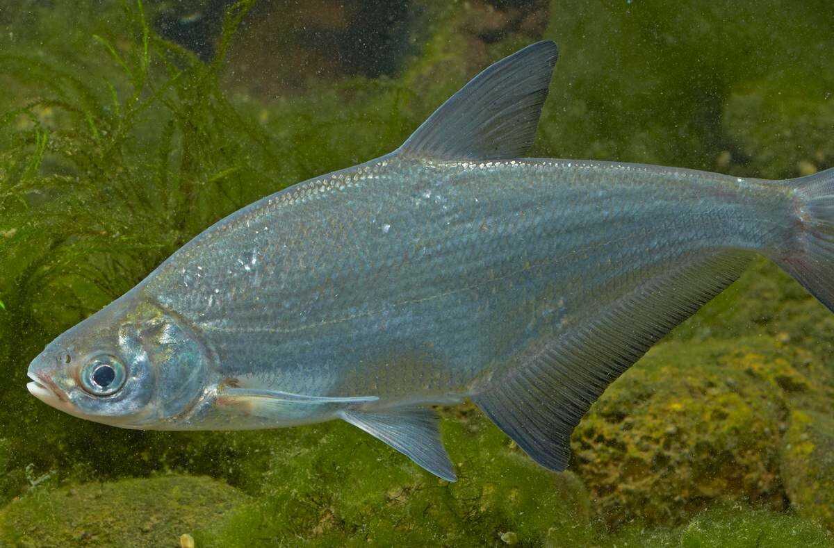 Буробокая белоглазка (zosterop erythropleura) - зооветеринарный портал беларуси 1vet.by