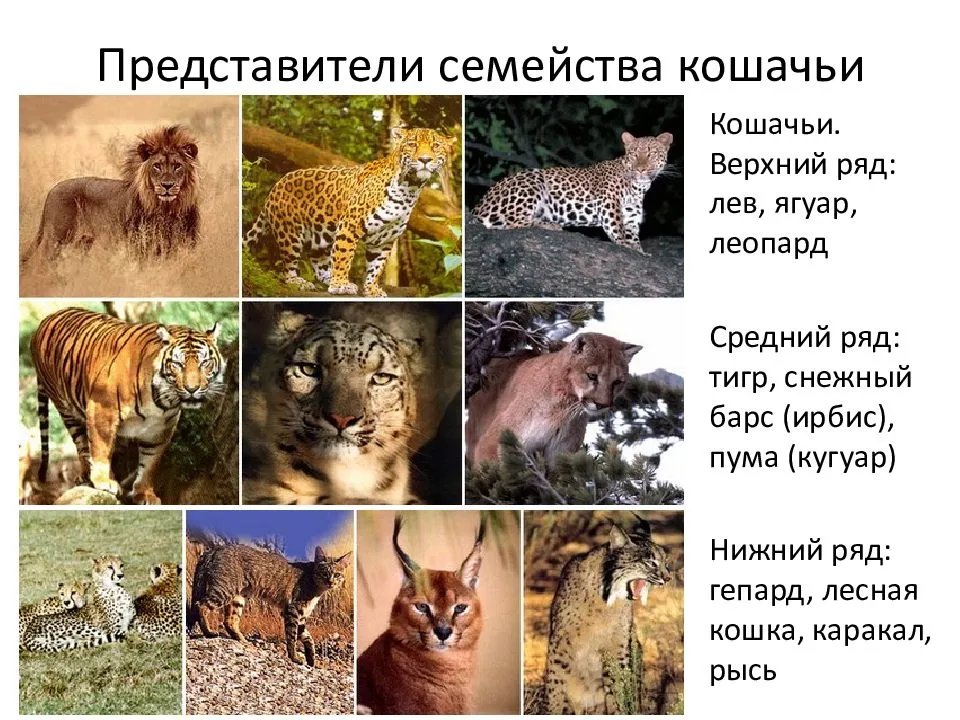 Самые большие хищные дикие кошки мира
