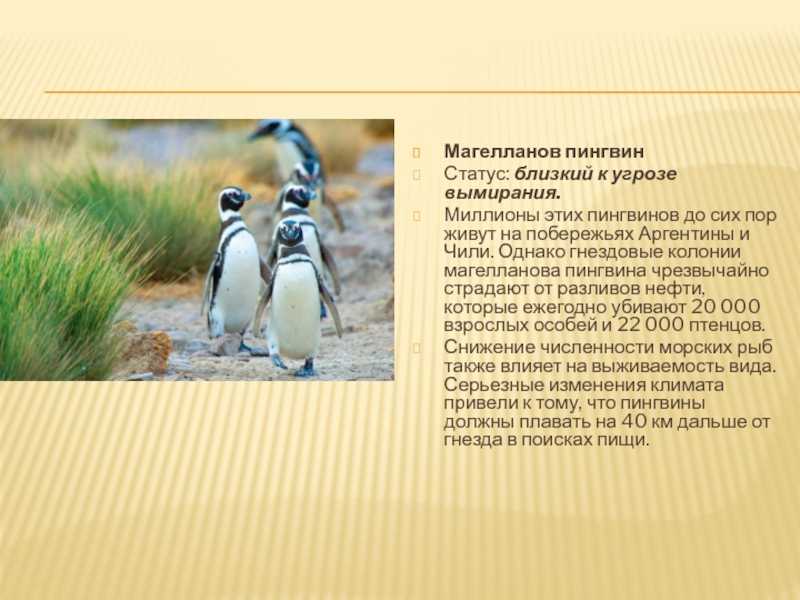 Пингвин – описание, виды, чем питаются пингвины, где живут, фото