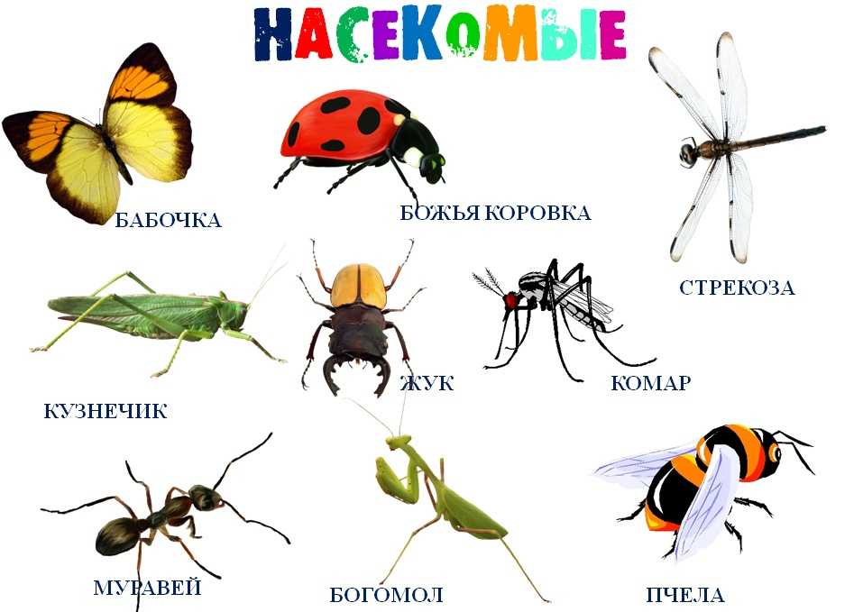 Стрекозы — насекомые, перед которыми динозавры просто младенцы