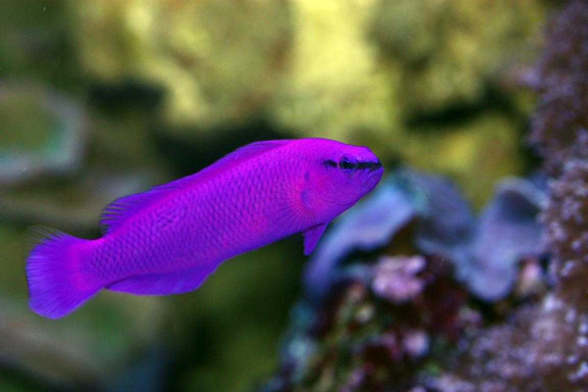Аквариумная рыбка псевдохромис, pseudochromis