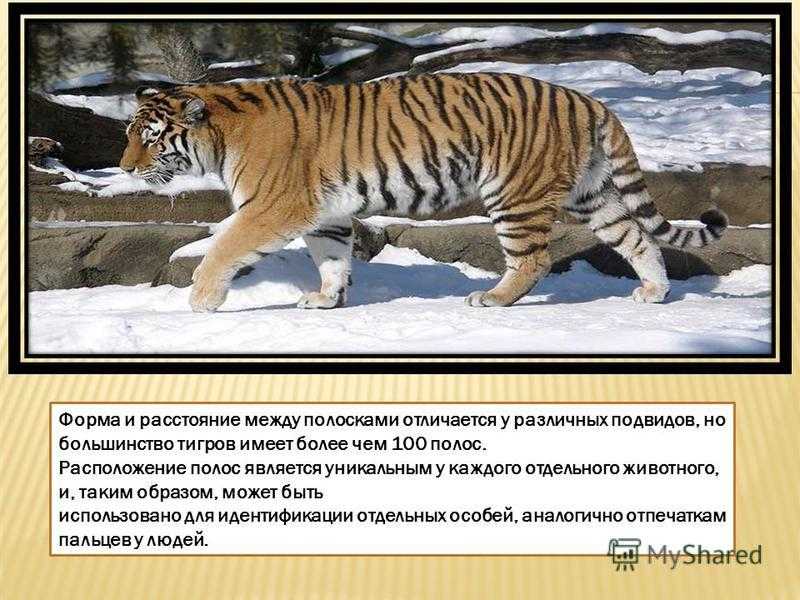 Виды тигров. фото, описание. - удивительный мир животных