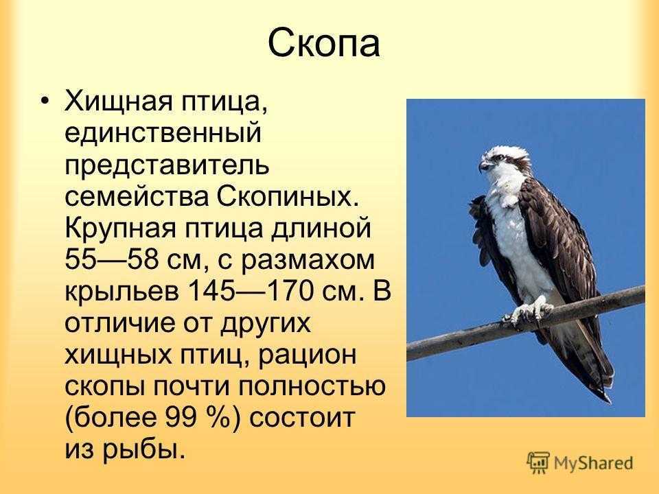 ᐉ хищная птица скоп: описание вида и среда обитания птицы, ее фото, питание и размножение - zoovet24.ru