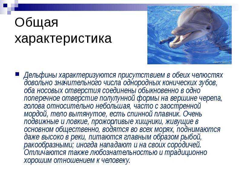 Дельфин — описание внешнего вида, дыхание, сон, места обитания, питание + 101 фото