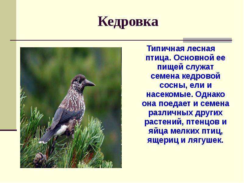 15 необычных птиц мира с многоцветным красочным оперением