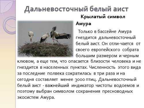 Что ест аист в природе. аист птица. образ жизни и среда обитания птицы аист. где гнездятся аисты