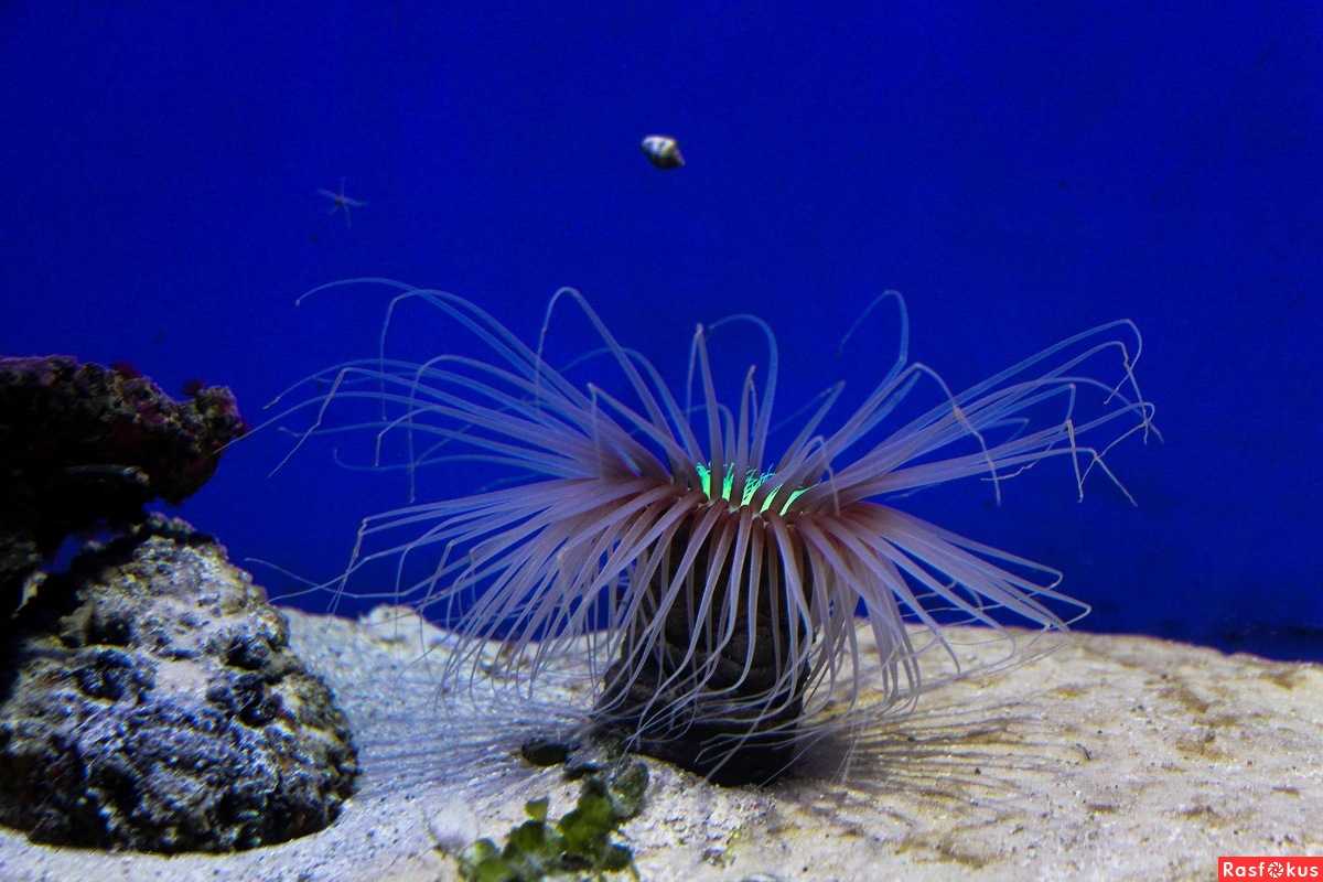 Ceriantharia - frwiki.wiki