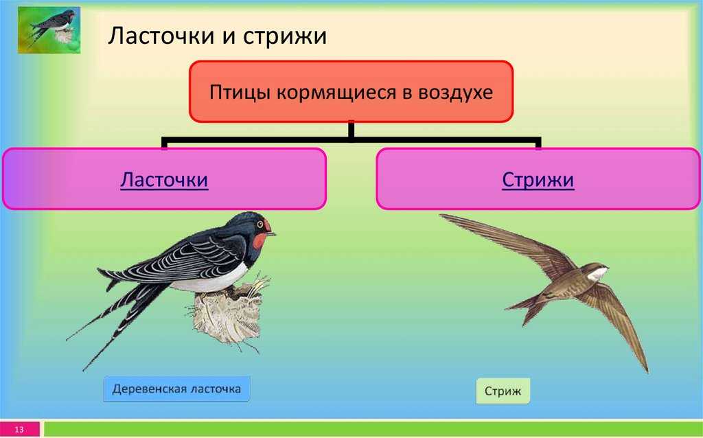 Три группы птиц по характеру сезонных переселений. Экологические группы птиц. Птицы делятся на группы. Птицы по типу питания. Экологическая группа птицы леса.