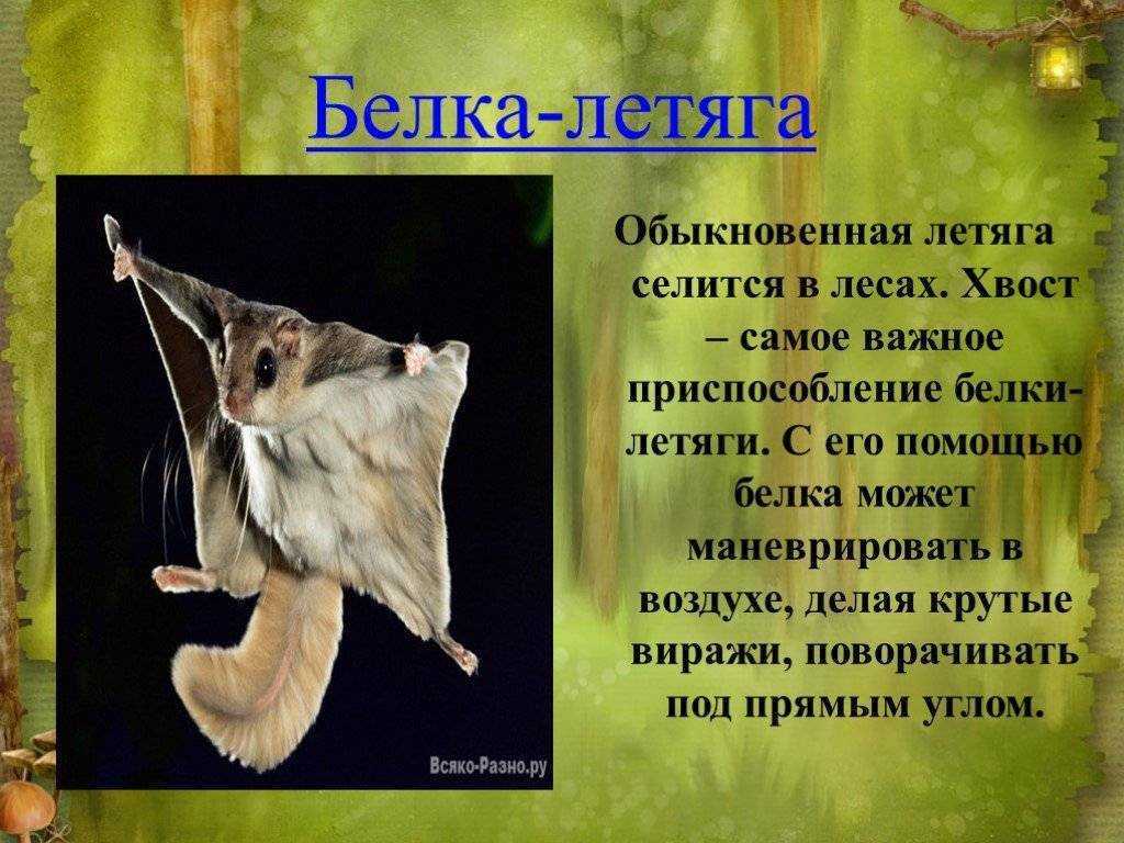 Белка – виды и описание, чем питаются, где живут, фото и видео | семейство беличьих