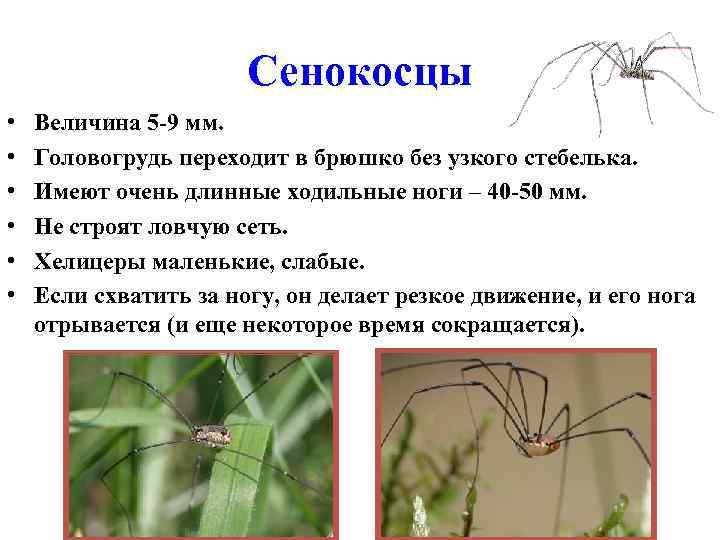 Паук косиножка (сенокосец): фото и описание, ядовитый или нет, чем питается