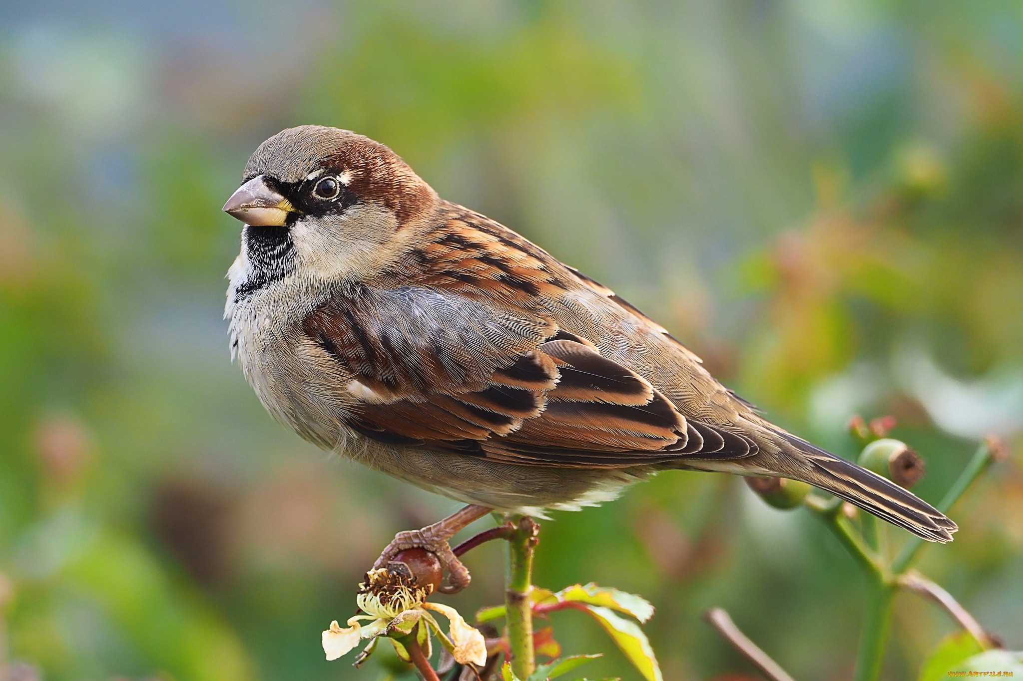 Полевой воробей Passer montanus не имеет ярко выраженного полового диморфизма - самцы и самки этих птиц окрашены практически идентично Его масса колеблется от 20 до 30 г Ареал занимает практически всю Евразию