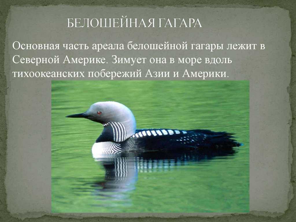 Белоклювая гагара - самая крупная из гагар