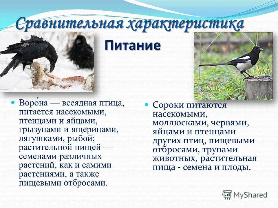 Чёрно-красный длиннохвостый личинкоед pericrocotus ethologus - семейства птиц - 2023