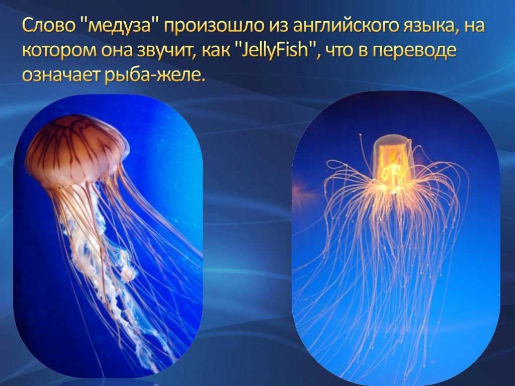 Виды медуз в средиземном море