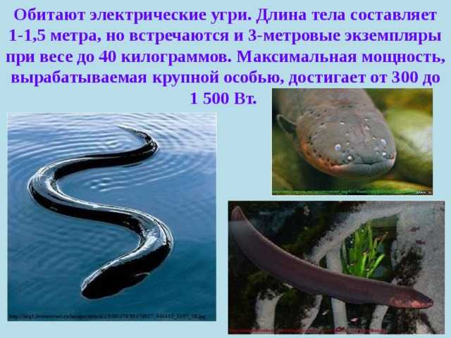 Рыба ваше имя (обязательно) ваш e-mail (обязательно) тема сообщение пожаловаться ▲▼ проблемыинформация невернаопечатки, неверная орфография и пунктуацияинформация потеряла актуальностьнедостаточно инф