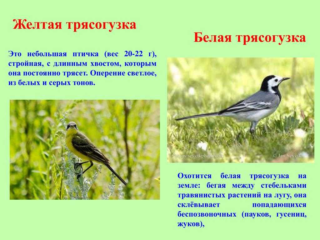 Трясогузка - что это за птица, где живет она и чем питается