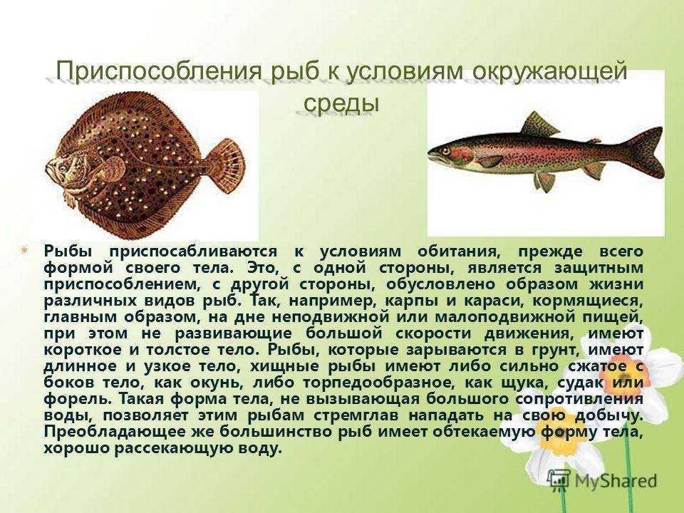 10 разновидностей окуня, которые любят рыбаки