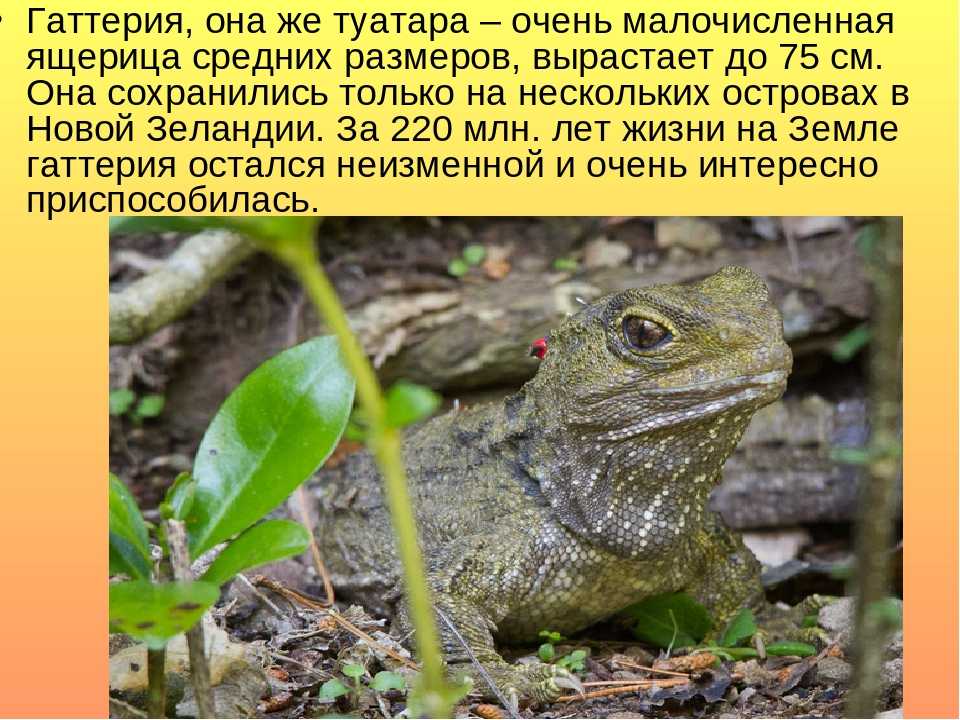 Гаттерия – фото, описание, ареал, питание, размножение, враги