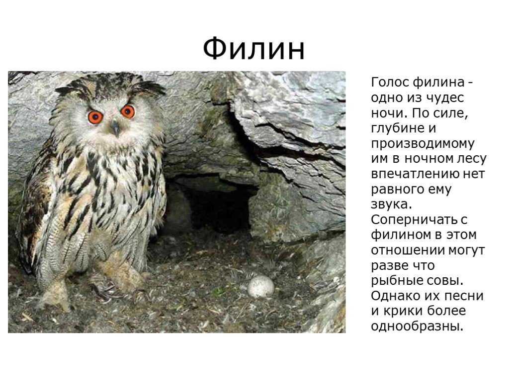 Рыбный филин из красной книги – фото и описание птицы, где обитает и как выглядит, интересные факты