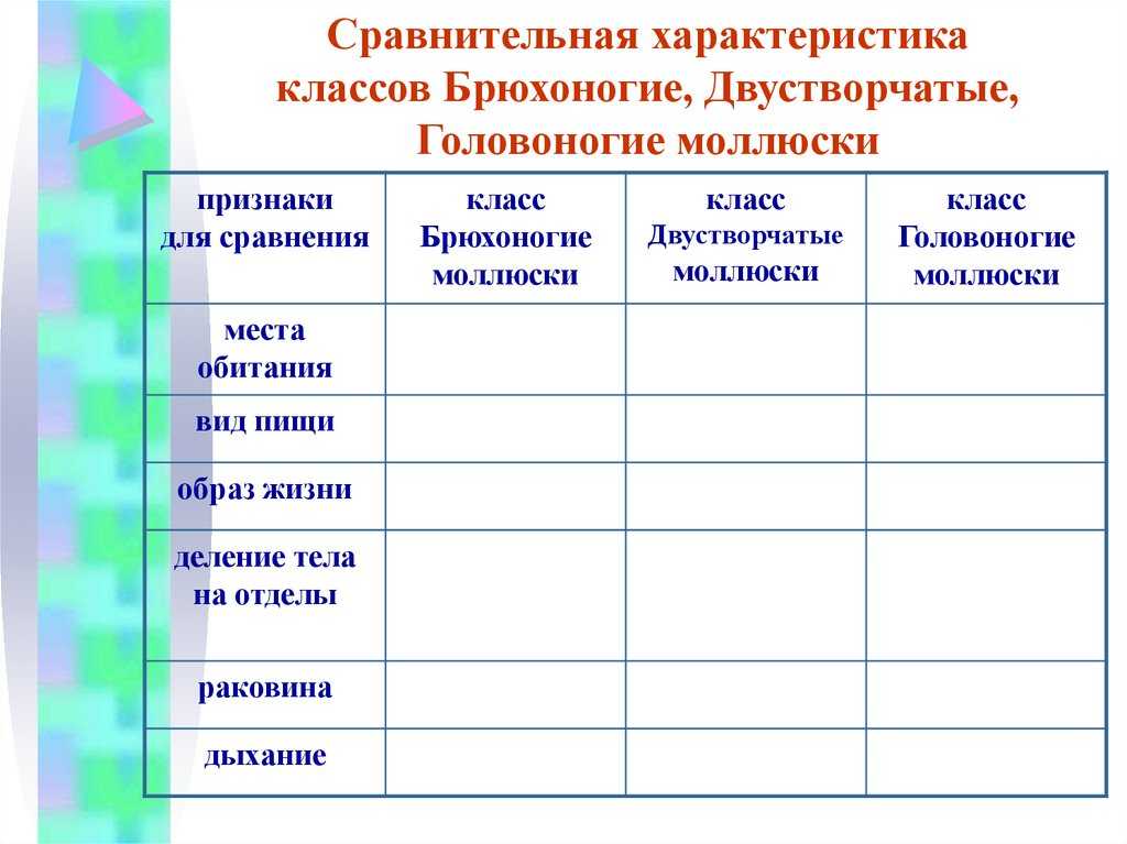 Головоногие моллюски таблица. Отделы тела класс брюхоногие двустворчатые головоногие моллюски. Вид пищи брюхоногих двустворчатых и головоногих моллюсков. Тип питания брюхоногих двустворчатых и головоногих моллюсков.