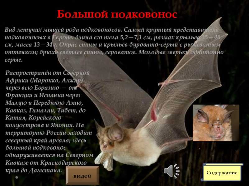 Летучая мышь