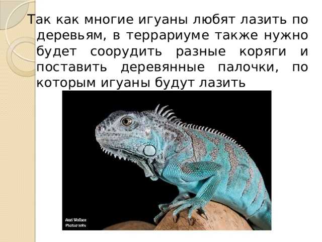 Ящерица – описание, виды, где обитает, чем питается, фото