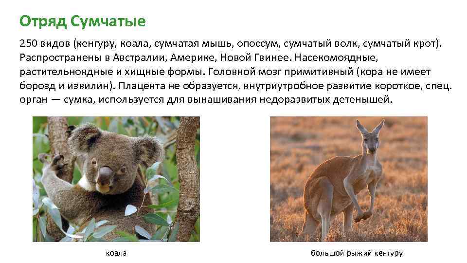 Сумчатые млекопитающие на сайте игоря гаршина. австралийский кенгуру и американский опоссум