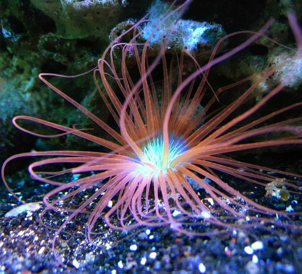 Ceriantharia