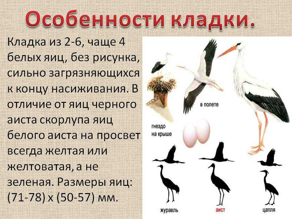 Где живут аисты зимой и летом? что едят аисты? птица аист: виды, описание, фото, ареал обитания