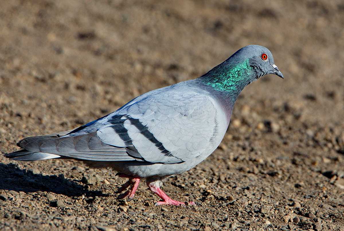 Columba