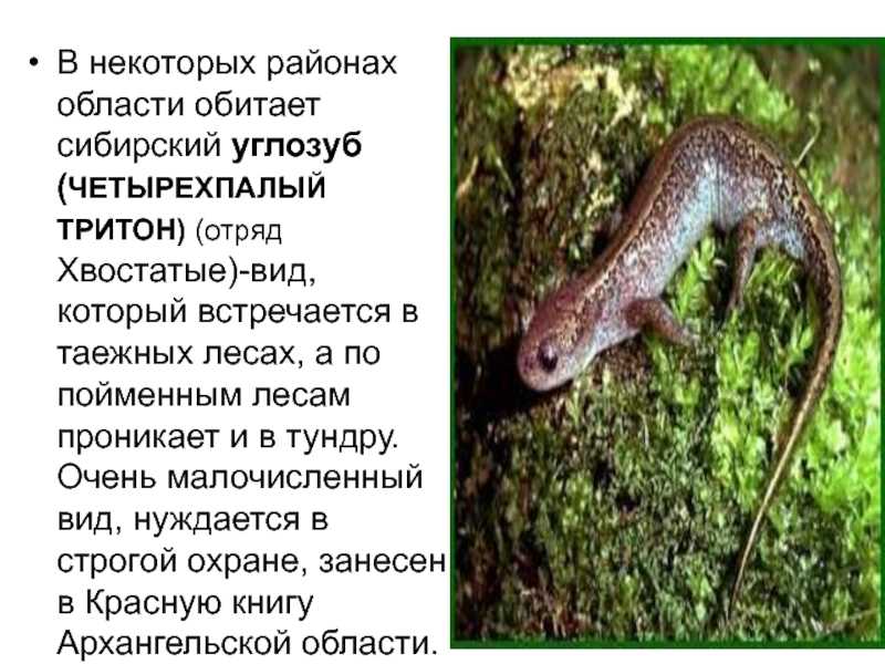 Сибирский углозуб интересные факты. углозуб сибирский: описание и фотографии. места обитания сибирских углозубов