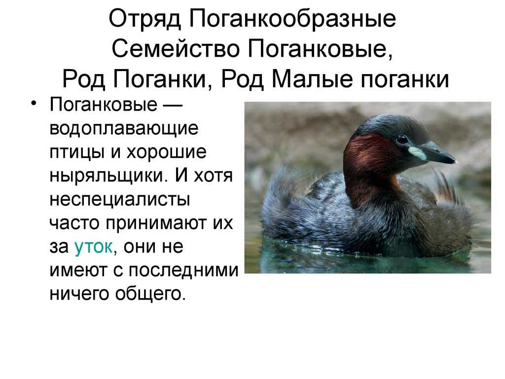 Поганковые — традиция