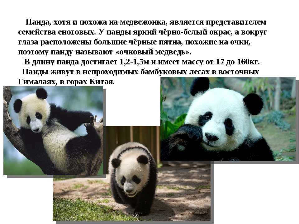 Почему у верблюда горб и зачем он ему?