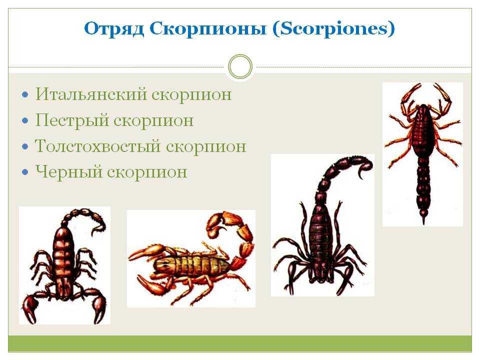 Скорпион — все факты о знаке: стихия, профессия, совместимость с другими знаками зодиака. кто подходит в любви скорпионам? в каком месяце его дата рождения? характеристика детей-скорпионов: какое имя выбрать ребенку