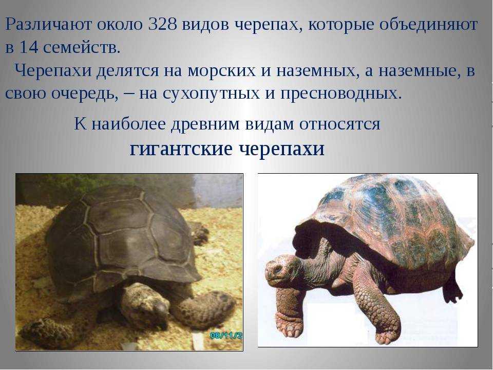 Альбиносы черепахи (альбинизм) - все о черепахах и для черепах