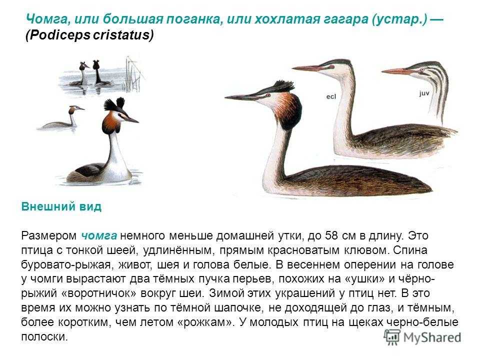 Атлас животных хинганского заповедника