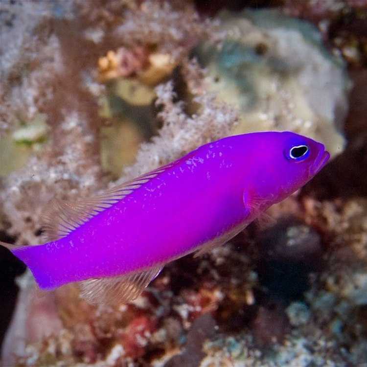 Псевдохромис, pseudochromis