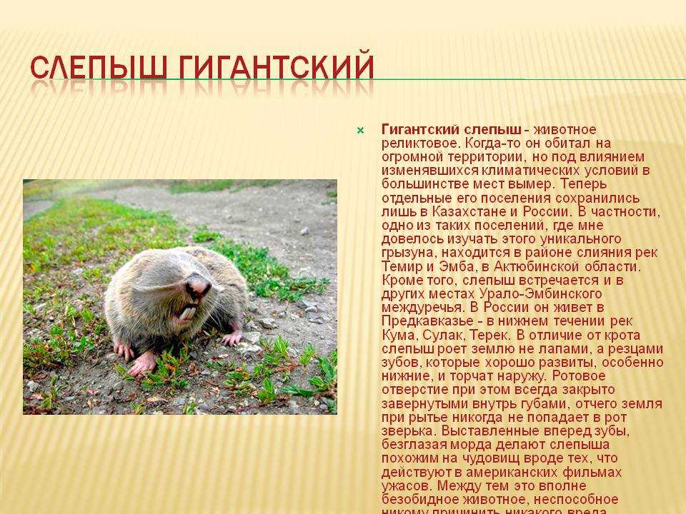 Цокор животное. образ жизни и среда обитания цокора