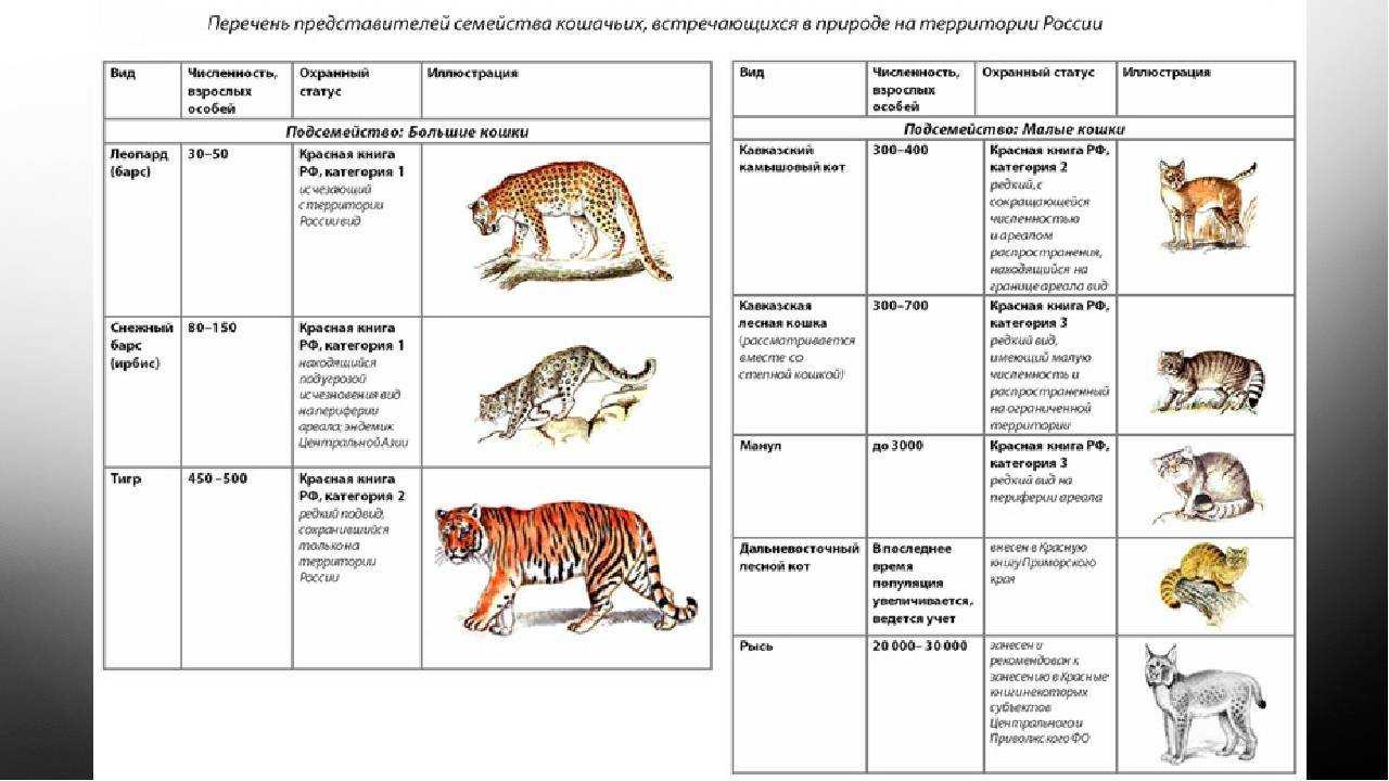 Млекопитающие и другие классы. Семейства хищных млекопитающих таблица 7 класс. Семейство кошачьих в России таблица. Семейства отряда Хищные таблица. Семейство кошачьих систематика.