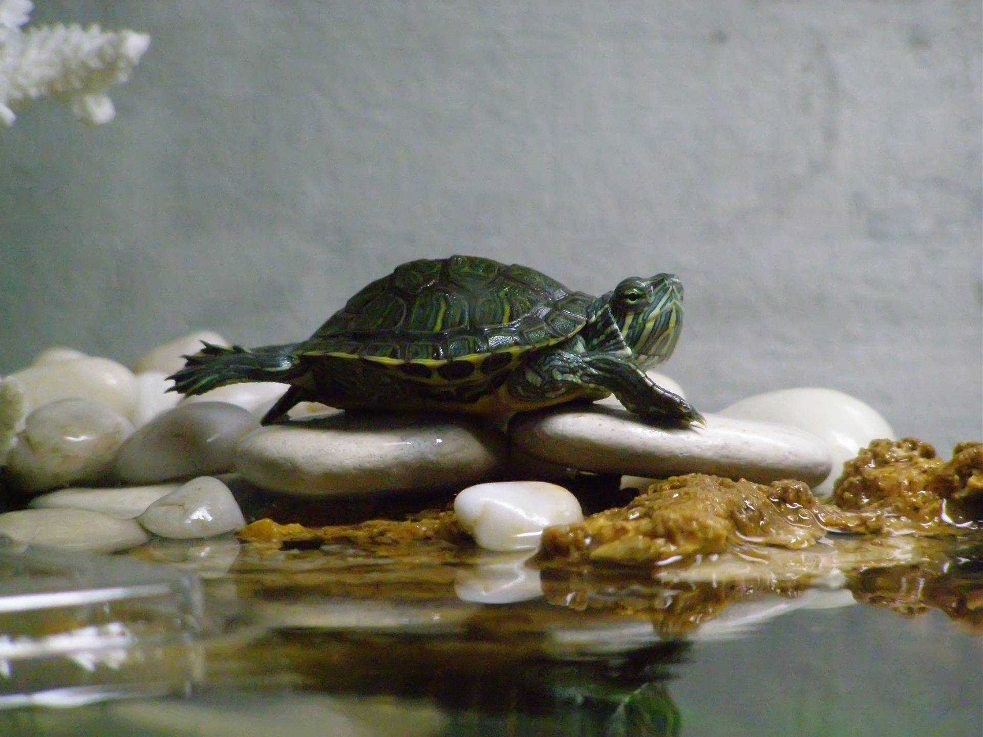 Водяная домашняя черепаха. Красноухая черепаха. Черепаха водная красноухая. Красноухая водоплавающая черепаха. Красноухая водяная черепаха.