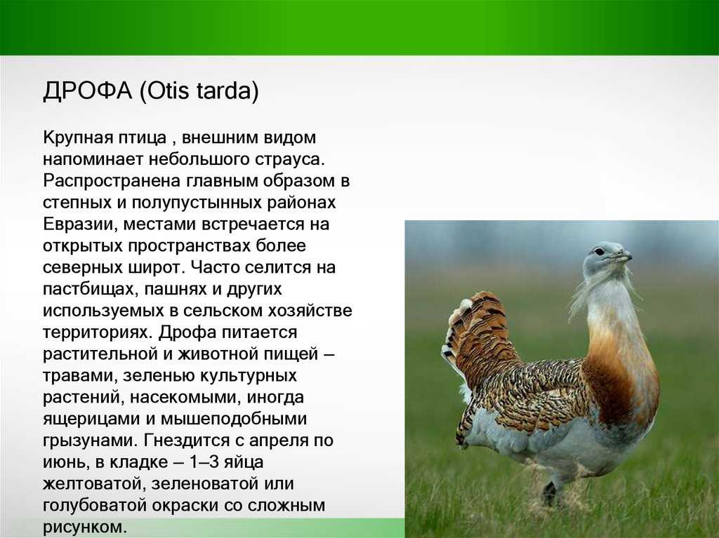 Дрофа (восточно-сибирский п/вид) otis tarda dybowskii | красная книга россии.
