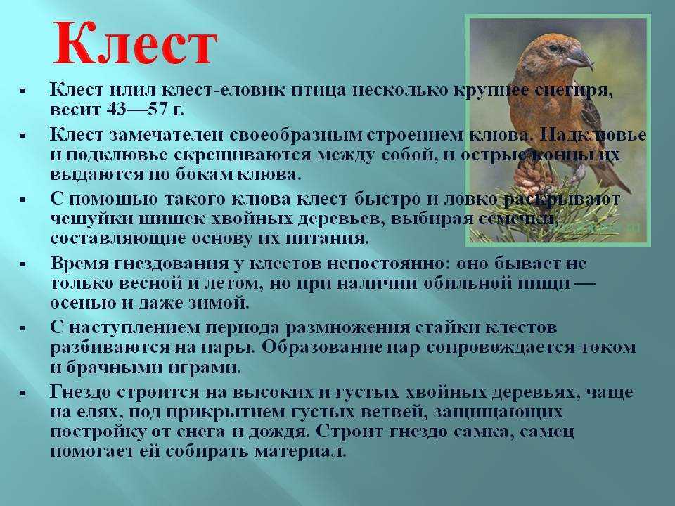 Обыкновенный клест: как выглядит и поет, чем питается, перелетный или нет
