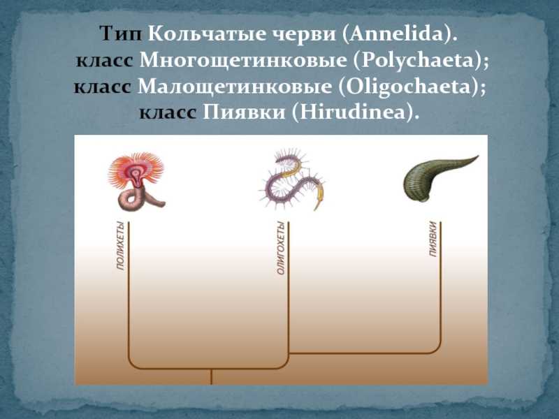 Тип кольчатые черви - bio-lessons