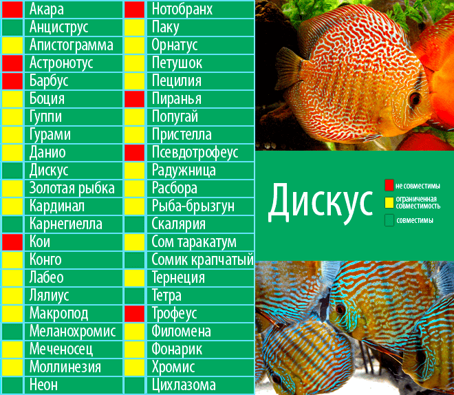 Кардинал: 7 фото аквариумной рыбки, содержание и уход