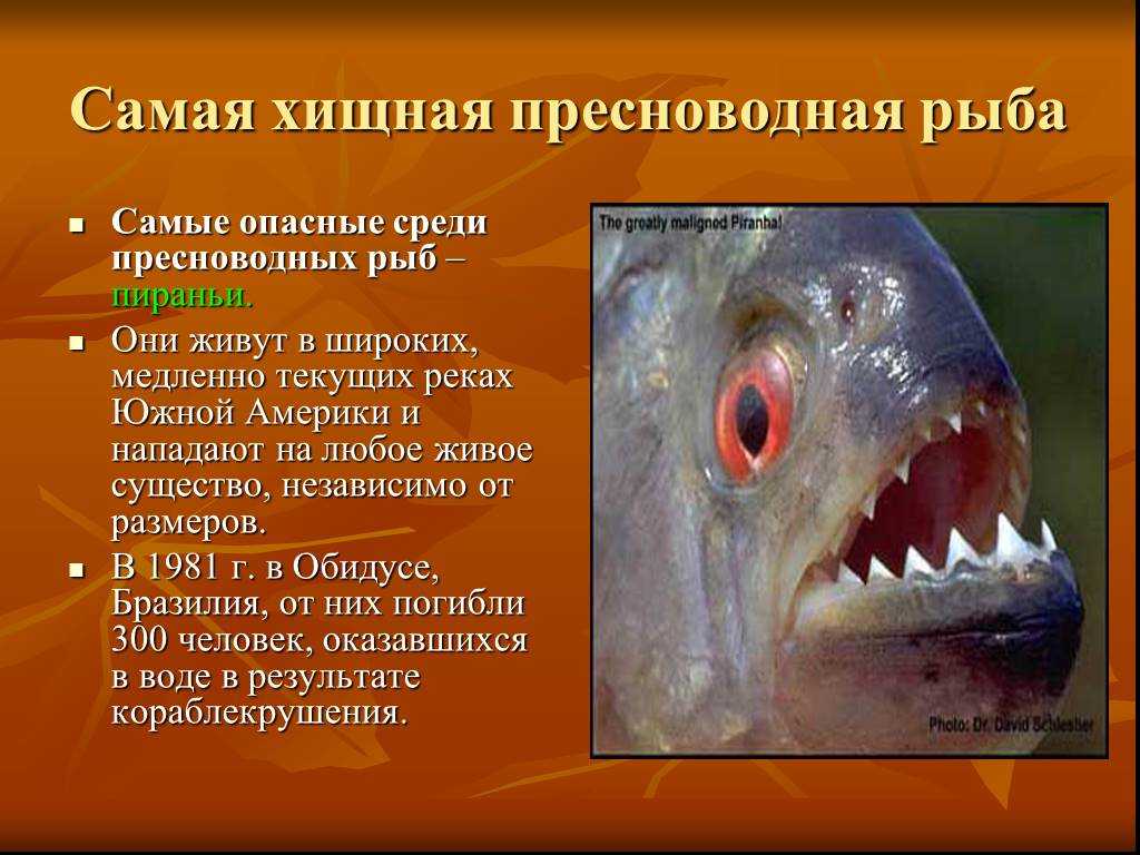 Рыбы без чешуи: внешний вид, фото, особенности, интересные факты, среда обитания