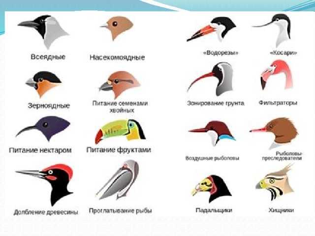 21 вид птиц россии — их название и описание