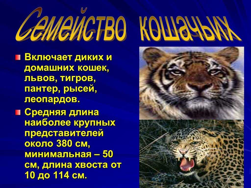 Лев-кот (кролик) характеристика знака