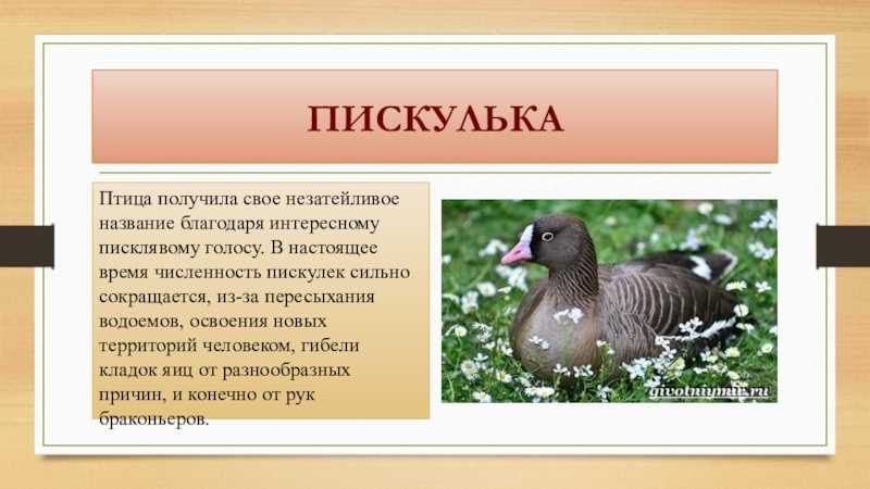 Гуси из красной книги: как их отличить от охотничьих видов