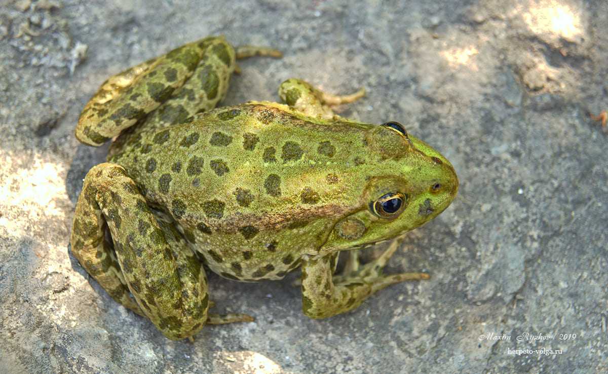 Земноводное 4 буквы. Озерная лягушка Pelophylax ridibundus. Озёрная лягушка Rana ridibunda. Озерная лягушка красная книга. , Озерная лягушка. Крымская.