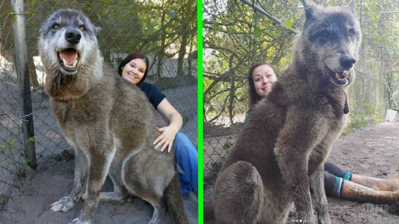 В волчьей стае нет альфа- и бета-самцов: принцип доминирования оказался ложным — нож